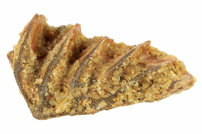 Cretaceous Lungfish (Ceratodus) Tooth Plate - Morocco #280612